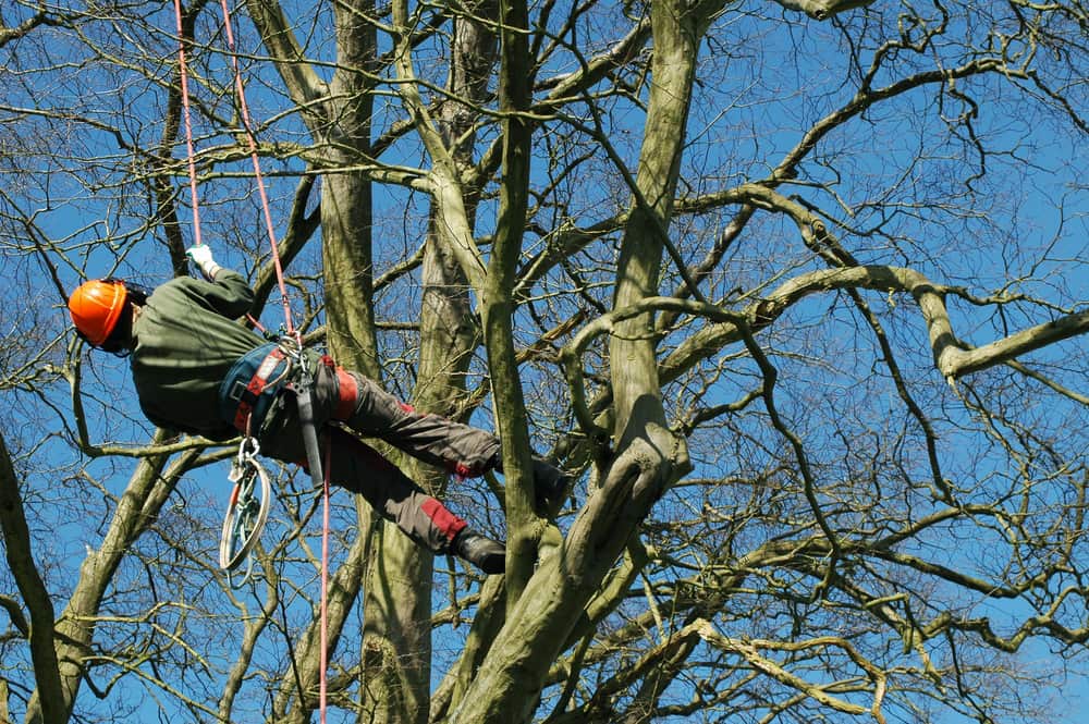 Arborist working